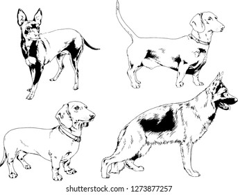 vector drawings sketches pedigree dogs in the racks drawn in ink by hand , objects with no background