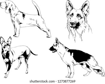 vector drawings sketches pedigree dogs in the racks drawn in ink by hand , objects with no background