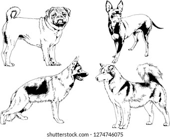 vector drawings sketches pedigree dogs in the racks drawn in ink by hand , objects with no background