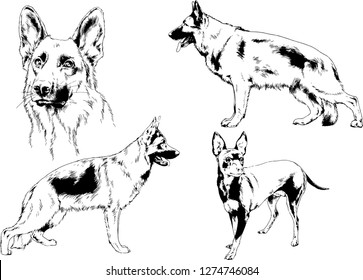vector drawings sketches pedigree dogs in the racks drawn in ink by hand , objects with no background