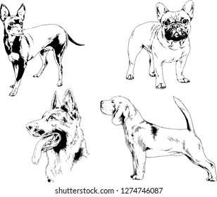 vector drawings sketches pedigree dogs in the racks drawn in ink by hand , objects with no background