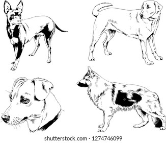vector drawings sketches pedigree dogs in the racks drawn in ink by hand , objects with no background