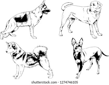 vector drawings sketches pedigree dogs in the racks drawn in ink by hand , objects with no background