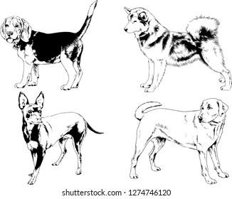 vector drawings sketches pedigree dogs in the racks drawn in ink by hand , objects with no background
