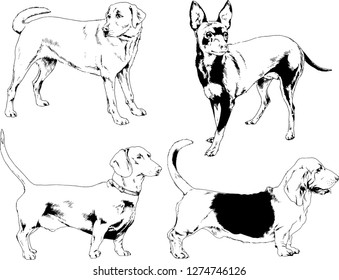 vector drawings sketches pedigree dogs in the racks drawn in ink by hand , objects with no background