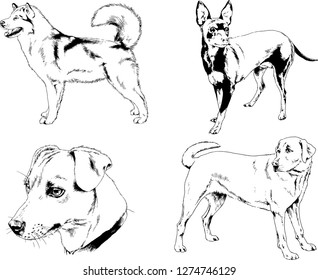 vector drawings sketches pedigree dogs in the racks drawn in ink by hand , objects with no background
