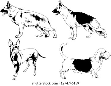 vector drawings sketches pedigree dogs in the racks drawn in ink by hand , objects with no background