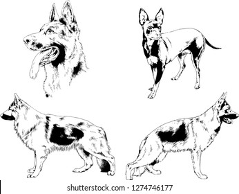 vector drawings sketches pedigree dogs in the racks drawn in ink by hand , objects with no background