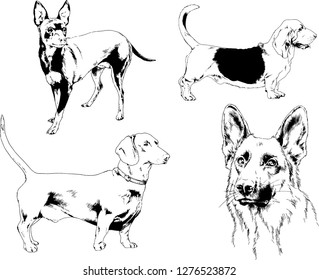 vector drawings sketches pedigree dogs in the racks drawn in ink by hand , objects with no background