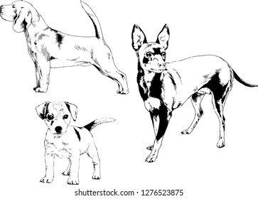 vector drawings sketches pedigree dogs in the racks drawn in ink by hand , objects with no background