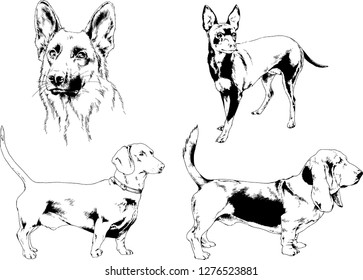 vector drawings sketches pedigree dogs in the racks drawn in ink by hand , objects with no background