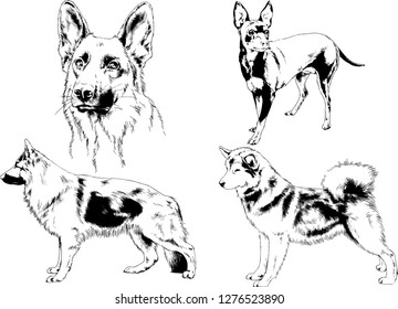 vector drawings sketches pedigree dogs in the racks drawn in ink by hand , objects with no background