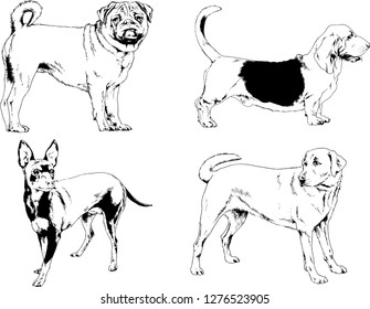vector drawings sketches pedigree dogs in the racks drawn in ink by hand , objects with no background