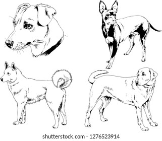 vector drawings sketches pedigree dogs in the racks drawn in ink by hand , objects with no background