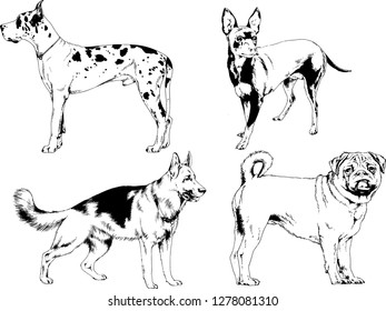 vector drawings sketches pedigree dogs in the racks drawn in ink by hand , objects with no background
