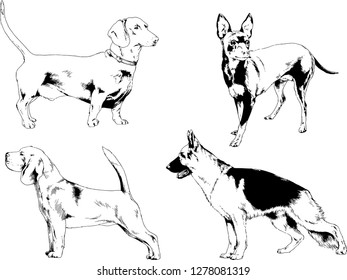 vector drawings sketches pedigree dogs in the racks drawn in ink by hand , objects with no background