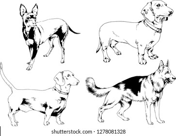 vector drawings sketches pedigree dogs in the racks drawn in ink by hand , objects with no background