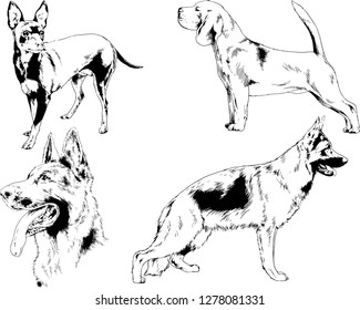 vector drawings sketches pedigree dogs in the racks drawn in ink by hand , objects with no background