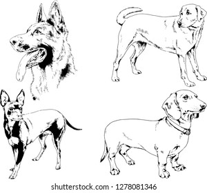 vector drawings sketches pedigree dogs in the racks drawn in ink by hand , objects with no background