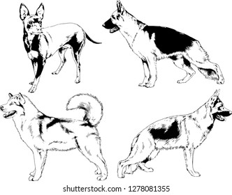 vector drawings sketches pedigree dogs in the racks drawn in ink by hand , objects with no background