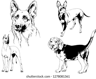vector drawings sketches pedigree dogs in the racks drawn in ink by hand , objects with no background