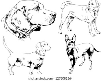 vector drawings sketches pedigree dogs in the racks drawn in ink by hand , objects with no background