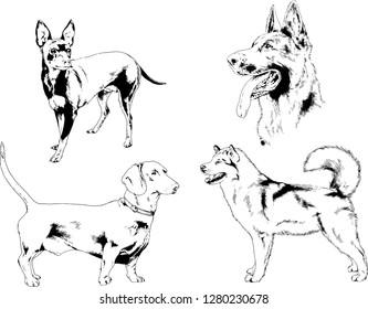 vector drawings sketches pedigree dogs in the racks drawn in ink by hand , objects with no background