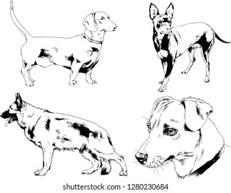 vector drawings sketches pedigree dogs in the racks drawn in ink by hand , objects with no background