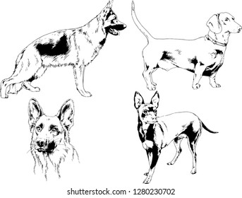 vector drawings sketches pedigree dogs in the racks drawn in ink by hand , objects with no background