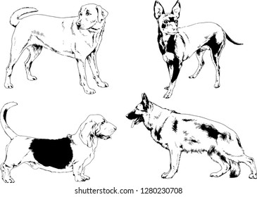 vector drawings sketches pedigree dogs in the racks drawn in ink by hand , objects with no background