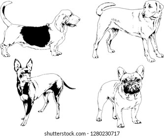vector drawings sketches pedigree dogs in the racks drawn in ink by hand , objects with no background
