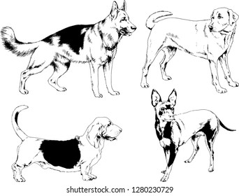 vector drawings sketches pedigree dogs in the racks drawn in ink by hand , objects with no background