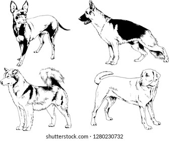 vector drawings sketches pedigree dogs in the racks drawn in ink by hand , objects with no background