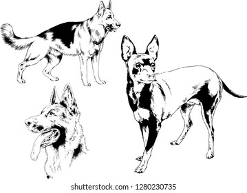 vector drawings sketches pedigree dogs in the racks drawn in ink by hand , objects with no background