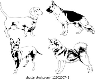 vector drawings sketches pedigree dogs in the racks drawn in ink by hand , objects with no background