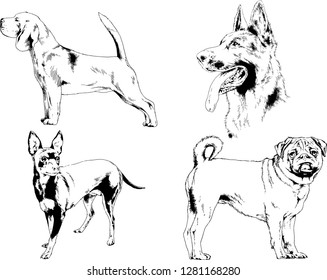 vector drawings sketches pedigree dogs in the racks drawn in ink by hand , objects with no background