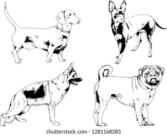 vector drawings sketches pedigree dogs in the racks drawn in ink by hand , objects with no background