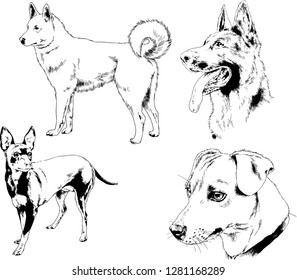 vector drawings sketches pedigree dogs in the racks drawn in ink by hand , objects with no background