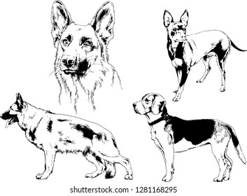 vector drawings sketches pedigree dogs in the racks drawn in ink by hand , objects with no background