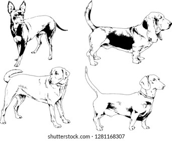 vector drawings sketches pedigree dogs in the racks drawn in ink by hand , objects with no background