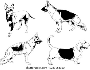 vector drawings sketches pedigree dogs in the racks drawn in ink by hand , objects with no background