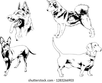 vector drawings sketches pedigree dogs in the racks drawn in ink by hand , objects with no background