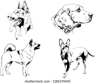 vector drawings sketches pedigree dogs in the racks drawn in ink by hand , objects with no background