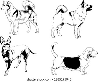 vector drawings sketches pedigree dogs in the racks drawn in ink by hand , objects with no background