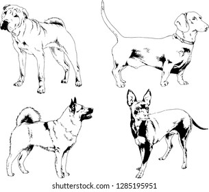 vector drawings sketches pedigree dogs in the racks drawn in ink by hand , objects with no background