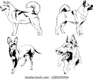 vector drawings sketches pedigree dogs in the racks drawn in ink by hand , objects with no background