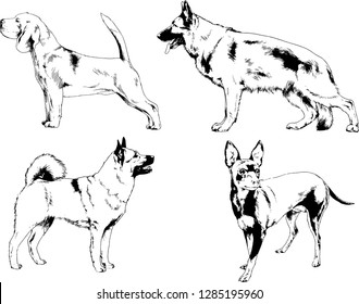 vector drawings sketches pedigree dogs in the racks drawn in ink by hand , objects with no background