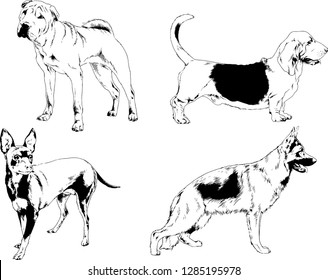 vector drawings sketches pedigree dogs in the racks drawn in ink by hand , objects with no background