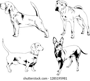 vector drawings sketches pedigree dogs in the racks drawn in ink by hand , objects with no background