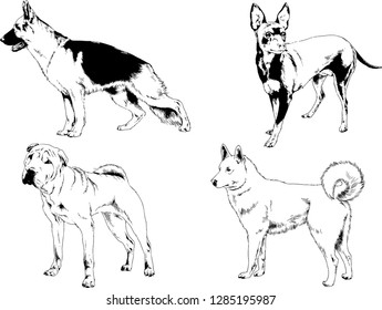 vector drawings sketches pedigree dogs in the racks drawn in ink by hand , objects with no background